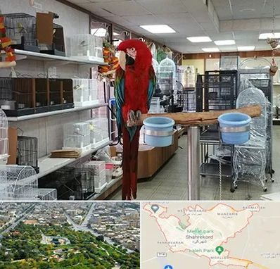 پرنده فروشی در شهرکرد