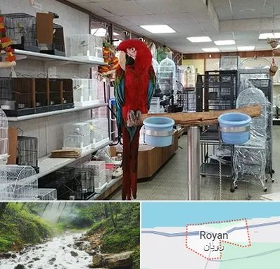 پرنده فروشی در رویان