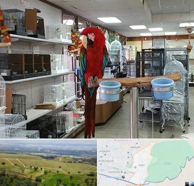 پرنده فروشی در سوهانک