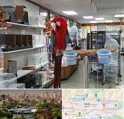 پرنده فروشی در منطقه 1 تهران 