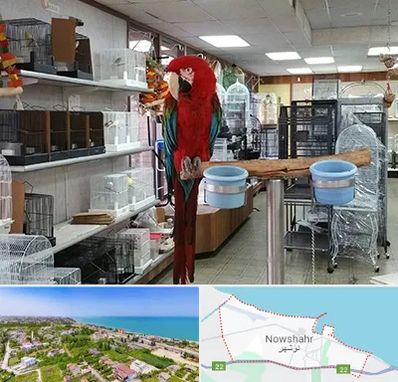 پرنده فروشی در نوشهر