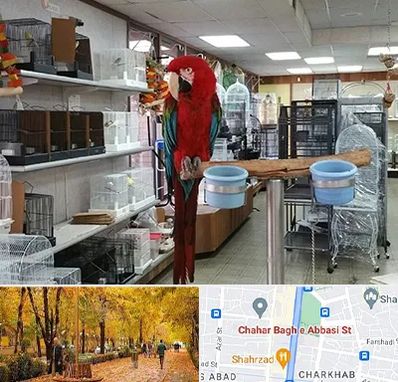 پرنده فروشی در چهارباغ اصفهان 