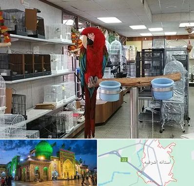 پرنده فروشی در آستانه اشرفیه