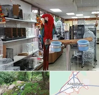 پرنده فروشی در آزادشهر