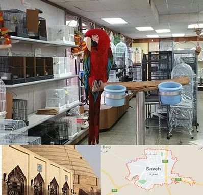 پرنده فروشی در ساوه