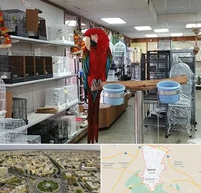 پرنده فروشی در قزوین