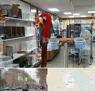 پرنده فروشی در نظرآباد کرج 