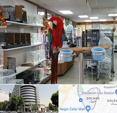 پرنده فروشی در قلهک 