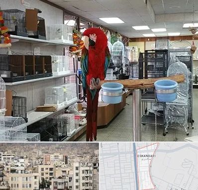 پرنده فروشی در اسکندری