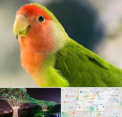 فروش طوطی در منطقه 3 تهران 