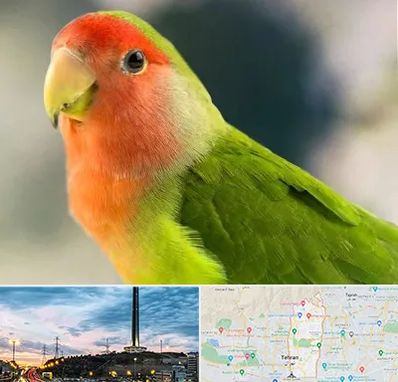 فروش طوطی در منطقه 2 تهران 