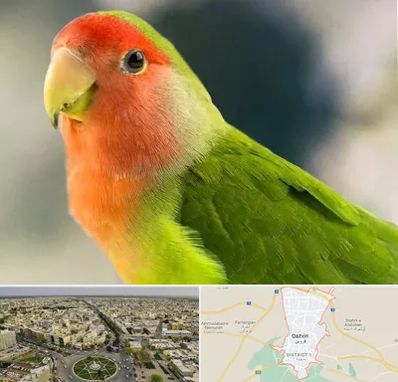 فروش طوطی در قزوین