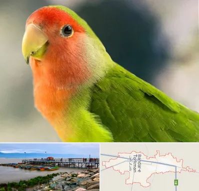 فروش طوطی در بندر ترکمن