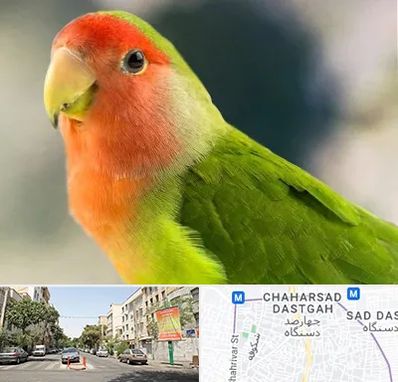 فروش طوطی در چهارصد دستگاه 