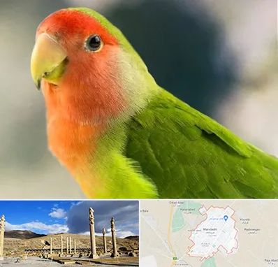 فروش طوطی در مرودشت