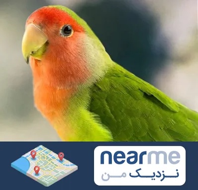 فروش طوطی در نزدیک من