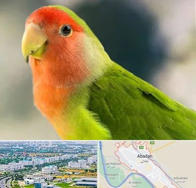 فروش طوطی در آبادان