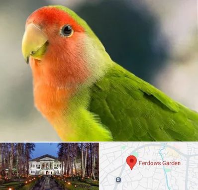 فروش طوطی در باغ فردوس