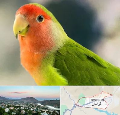 فروش طوطی در لواسان