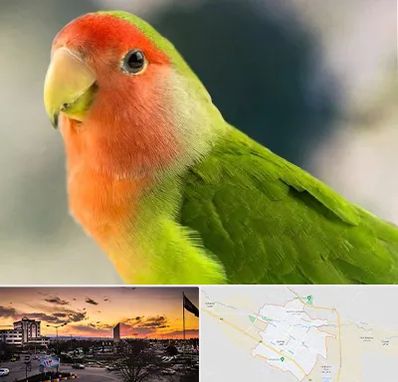 فروش طوطی در قوچان