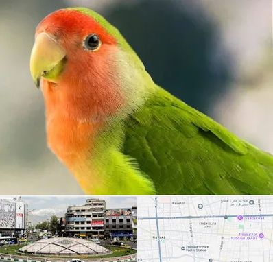 فروش طوطی در مرکز تهران