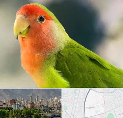 فروش طوطی در جمشیدیه