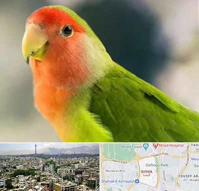 فروش طوطی در گیشا 