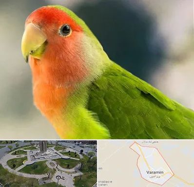 فروش طوطی در ورامین