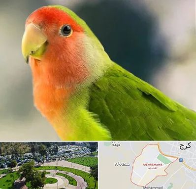 فروش طوطی در مهرشهر کرج 