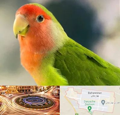 فروش طوطی در بهارستان