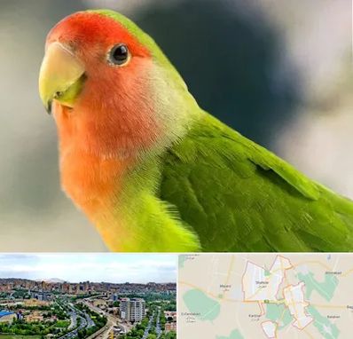 فروش طوطی در شهریار