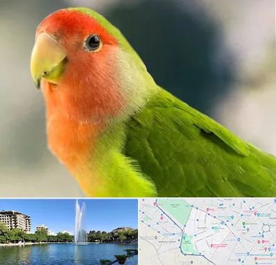 فروش طوطی در کوهسنگی مشهد 