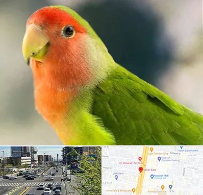 فروش طوطی در ستاری 