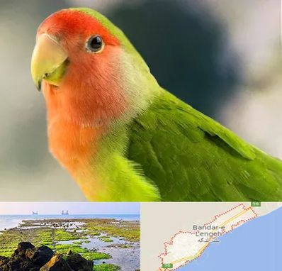 فروش طوطی در بندرلنگه