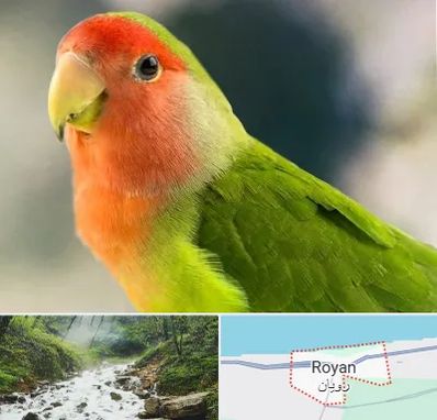 فروش طوطی در رویان