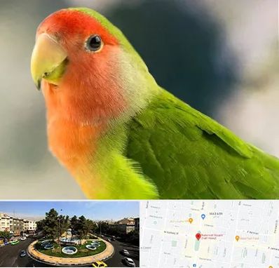 فروش طوطی در هفت حوض 