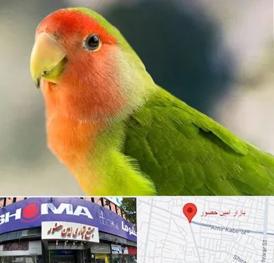 فروش طوطی در امین حضور