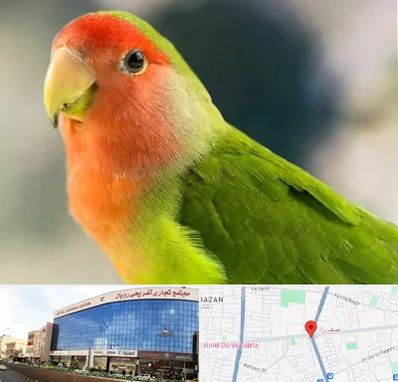 فروش طوطی در نصف راه تبریز