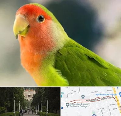 فروش طوطی در بلوار معلم رشت 