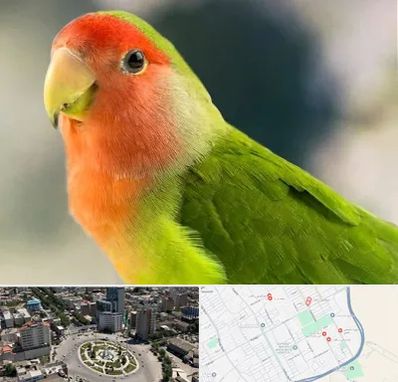 فروش طوطی در زرافشان اسلامشهر