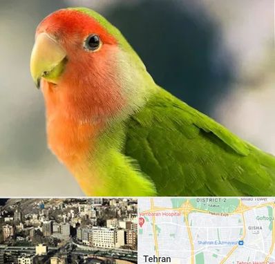 فروش طوطی در مرزداران 