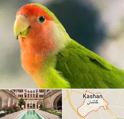 فروش طوطی در کاشان