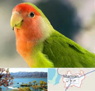 فروش طوطی در مریوان