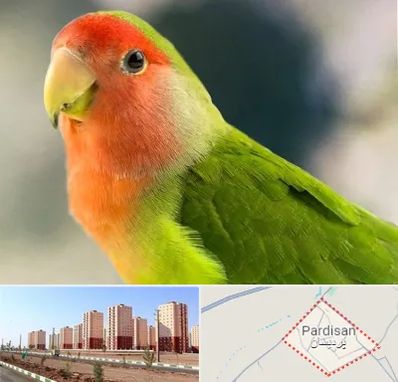 فروش طوطی در پردیسان قم