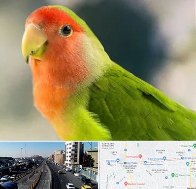 فروش طوطی در پیروزی 