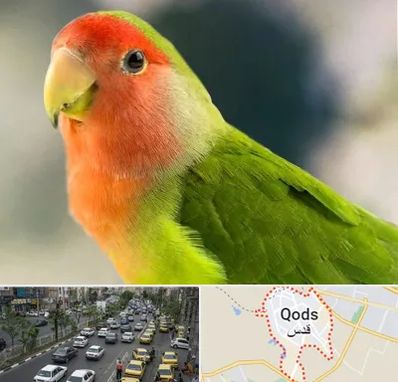 فروش طوطی در شهر قدس