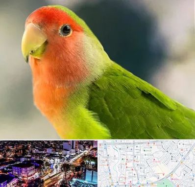 فروش طوطی در منظریه رشت 