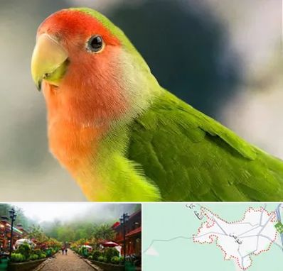 فروش طوطی در فومن