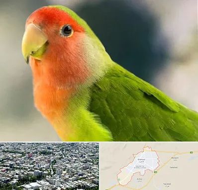 فروش طوطی در شاهرود