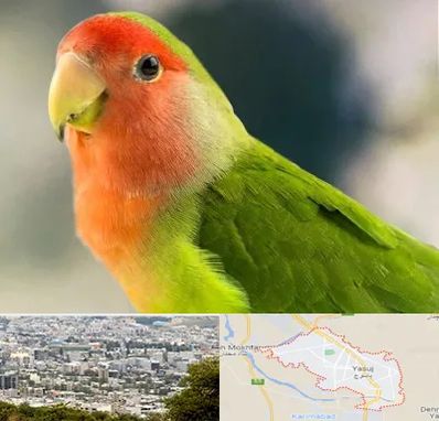 فروش طوطی در یاسوج